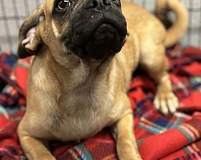 Butterball - Pug/Mixed Breed (Medium) Mix Male Puppy for Adoption