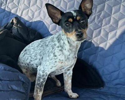 Molly - Toy Fox Terrier/Rat Terrier Mix Female Puppy for Adoption