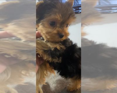 Mosya 2 - Yorkshire Terrier Female Puppy for Sale