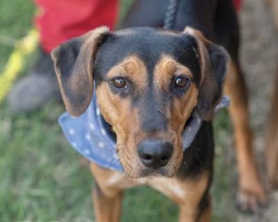 ELI - Beagle Male Dog for Adoption
