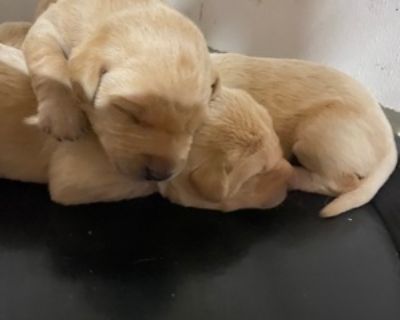 Lab Puppy Duluth Classifieds Claz Org