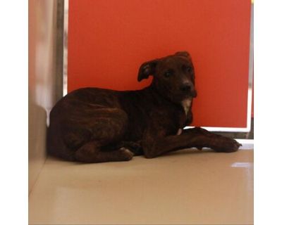 Marchesa - Mixed Breed (Medium) Female Dog for Adoption