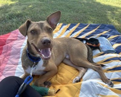 Banjo (in foster) - Hound Mix Male Puppy for Adoption