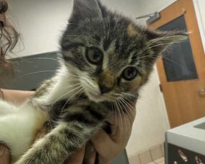 Breed Domestic Shorthair Color Cream or Ivory Age 1 month old, Kitten Sex Female Pet ID 39530 Hair Length