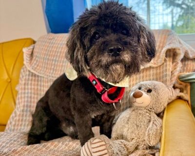 Louis Kashmir Vuitton - Havanese & Miniature Poodle Mix Male Dog for Adoption