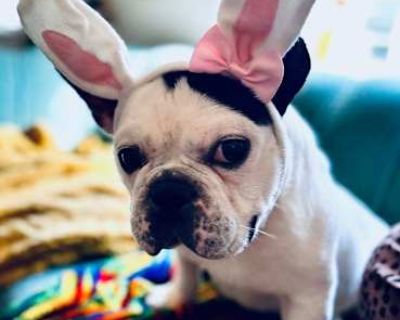 Nog - French Bulldog Male Dog for Adoption
