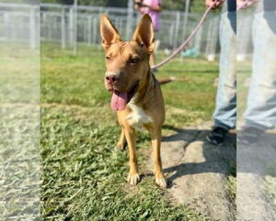 Adult * Location Lewisburg, WV, 24901 USA USA *. Posted Breed: Shar Pei / Mixed (short coat). Physical Attributes Coat Length: Short Altered Yes Additional Information Was the Dog Found No