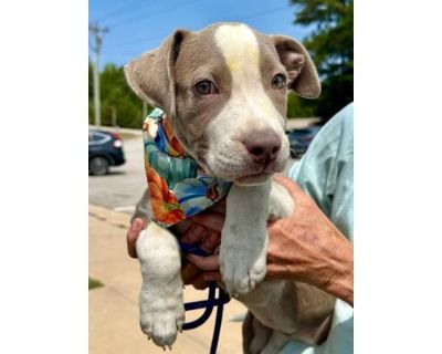 Jelly Bean - American Pit Bull Terrier/Mixed Breed (Medium) Mix Female Puppy for Adoption