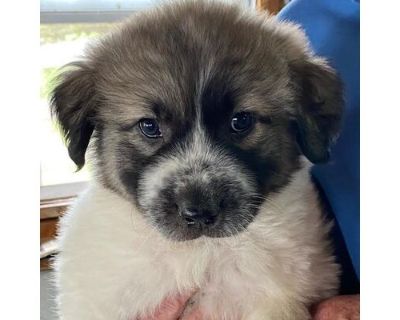 Huckleberry - Anatolian Shepherd/Mixed Breed (Medium) Mix Male Puppy for Adoption