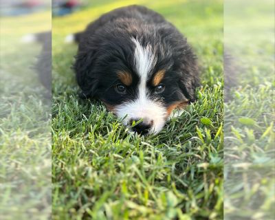 Litter of 2 - Bernese Mountain Dog Male Puppy for Sale