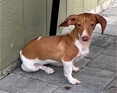 Emma - Female Puppy Dachshund for Adoption
