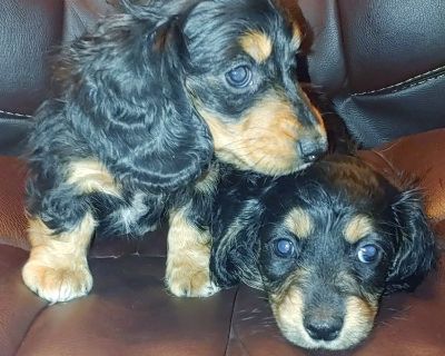 Dachshund puppies