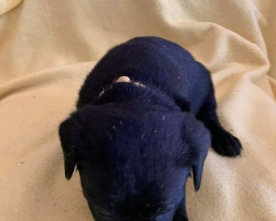 AKC REGISTERED LABRADOR PUPPIES