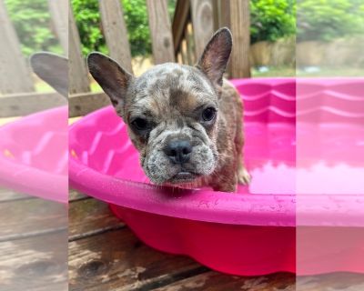 Merle boy - French Bulldog Female Puppy for Sale