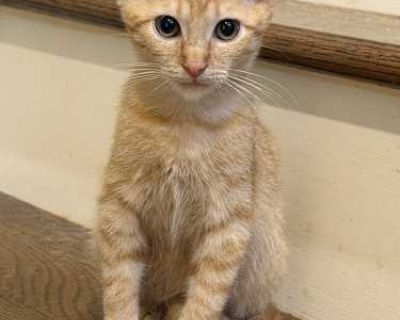 Minnow was born homeless and living behind a restaurant in the woods. He was very dehydrated and underweight. We believe he wouldn't have lasted much longer, if he had not been rescued when he was. Minnow is currently being fostered in a home with other cats and dogs. He is litter box trained. He absolutely loves chasing the laser light , playing with all of his toys, and watching the birds out...