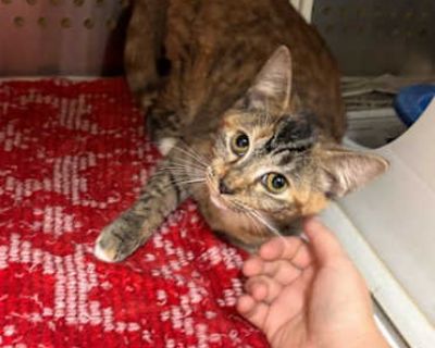 Breed Domestic Shorthair Color Brown or Chocolate (Mostly) Age 6 months old, Young Sex Female Pet ID 59679252 Hair Length short