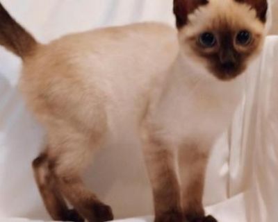 Traditional Seal Point Siamese Male Kitten - Siamese Male Kitten For Sale