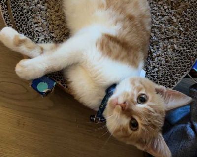 Child. Orange or red. Meet Ernie!