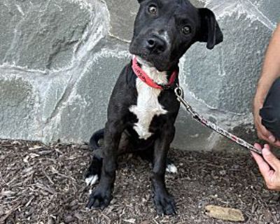 Teagan~meet me! - Labrador Retriever/Border Collie Mix Female Puppy for Adoption