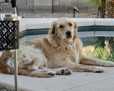 Toby - Golden Retriever Male Dog for Adoption