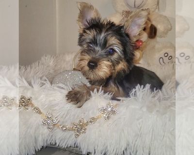 Yorkie puppy - Yorkshire Terrier Female Puppy for Sale