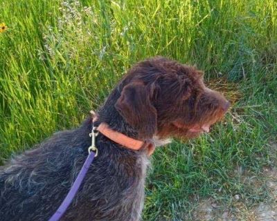Bear (Custer - German Wirehaired Pointer Male Dog for Adoption