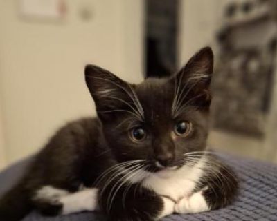 Oreo - Domestic Female Kitten For Sale