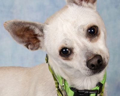 Marvin - Chihuahua Male Dog for Adoption