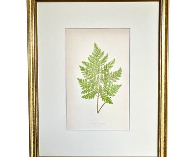 Antique Botanical Lithograph of a Fern Print by Edward J. Lowe London c.1867
