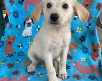 Pocky - Great Pyrenees Male Puppy for Adoption