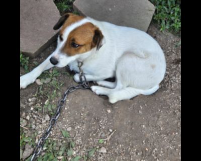 Leo- a plott hound beagle mix - Plott Hound Male Dog for Adoption