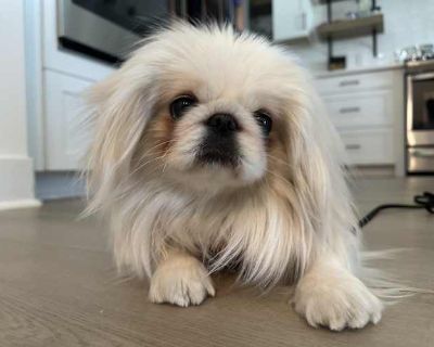 Izzy - Pekingese Female Dog for Adoption