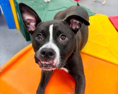 Kiara - American Staffordshire Terrier/Boxer Mix Female Dog for Adoption