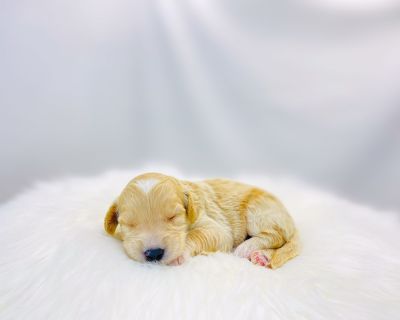 DOB: 10/19/2025 (2 weeks). Adult weight: 25-40lbs. Vaccinations: Current on all vaccines. Color: Apricot and White. I am just a tiny baby and would love to join your family soon! Of course, you can t see how cute and curly I will be when I get older, so the Dog Club will send updated photos when I am about 6 to 7 weeks old, if you choose to adopt me. Infant puppy deposits are refundable or tran...