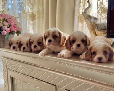 Cavalier King Charles Spaniel Puppies for Sale in Kentucky!