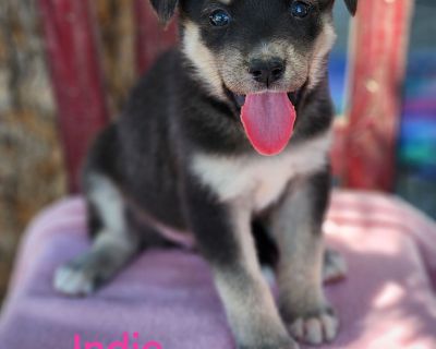 Indie - Black Labrador Retriever & German Shepherd Dog Mix Female Puppy for Adoption