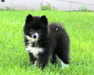 Willow - 10 Weeks Female Pomsky Puppy for Sale