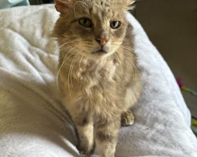 Parker - Domestic Mediumhair Male Cat for Adoption