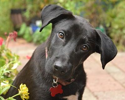 John Pawsquad - Labrador Retriever/Spaniel (Unknown Type) Mix Male Dog for Adoption