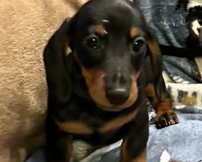 2 Male Dachshund Puppies for Sale