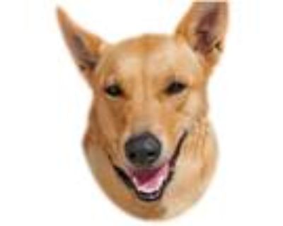 Adopt Ginger a Tan/Yellow/Fawn - with White Shepherd (Unknown Type) / Mixed dog