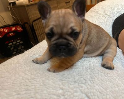 3 Male and 1 Female French Bulldog Puppies for Sale