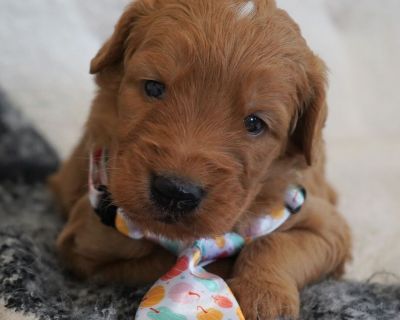 Hi, my name is Barney, and I am the companion you have been looking for! I am the true definition of man's best friend. I will arrive to my new home up to date on my vaccinations and vet checked from head to tail. We can play fetch or go for a walk; it does not matter as long as I'm with you. Pick me, you will not regret it! Call about me today before it is too late!. Birthday October 18, 2025 ...