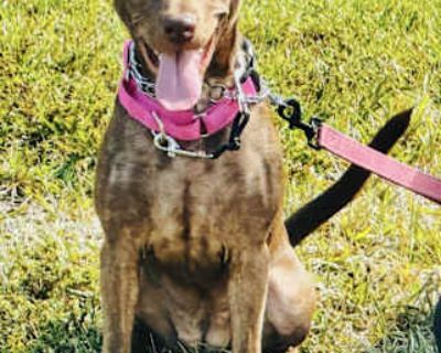 Nugget - Labrador Retriever/American Staffordshire Terrier Mix Female Puppy for Adoption