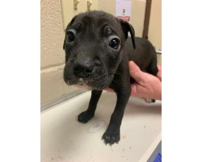 Aura - American Pit Bull Terrier/Mixed Breed (Medium) Mix Female Puppy for Adoption