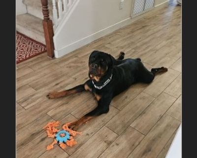 Hi, meet xander! He is settling well with his foster parents waiting for his perfect home. He's extremely active. He loves to have affection, attention and any type of play time. He is not treat driven at all. Amanda and her training facility did a great job preparing him for his next home. He knows sit, place, and he walks amazing on the leash. He goes for daily walks and sometimes twice a day...