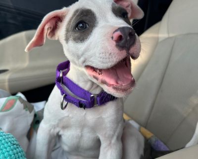 Daisy is a sweet, spunky 10 week old terrier / bully mix that weighs 12 lbs. She is expected to be around 55-60 lbs when she is full grown. This adorable little girl is the perfect blend of playful energy and snuggly affection. She is an absolute cuddle bug that loves nothing more than being close to her humans, whether she s curled up in your lap, tucked against your side, or giving you gentle...