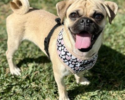 Chester is enjoying this beautiful weather today! Chester is a 1 year old, great with dogs and people, is crate trained, and is looking for a wonderful family to call his very own! Chester loves to play and run zoomies with his new fur friends, but would also be perfect as an only dog!. Coat length Short Health Vaccinations up to date, spayed / neutered.. Young Male Small Yellow / Tan / Blond /...