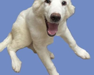 Corra Linn - Great Pyrenees/Akbash Mix Female Puppy for Adoption