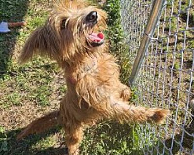 Fonzie - Terrier (Unknown Type, Small) Male Puppy for Adoption